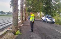 Pemotor di Kulonprogo Tewas Tabrak Pohon