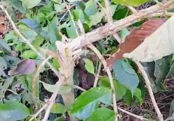 PTPN I Kembali Jadi Sasaran, Ribuan Pohon Kopi Produktif Ditebang OTK di Ijen