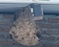 Penampakan Sarang Tawon Raksasa Meresahkan Warga Belut Jombang, Ya Ampun, Gede Banget!