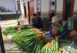 Harga Sayuran Daun di Pacet Anjlok, Petani Mengeluh Biaya Pestisida Tak Terkejar