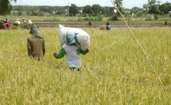 Naik 10,69 Persen, Produksi Padi Jatim di 2025 Diprediksi Capai 10,53 Juta Ton GKG