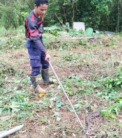 Ular Viper Berbisa Ditemukan di Lahan Warga Pandeglang, Dievakuasi Petugas BPBDPK