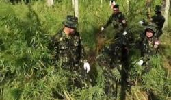 69 Ton Ganja Dibakar di Aceh Utara, BNN Masih Buru Pemilik Ladang