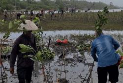 Bersama TNI AL, Kartun Agrabinta Tanam Ratusan Ribu Pohon Mangrove di Pesisir Pantai Cianjur Selatan