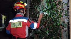 Petik Daun Sirih, Dua Warga Boyolali Diserang Tawon Vespa Ganas