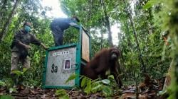 7 Orangutan Dilepasliarkan ke Habitat Alaminya di Taman Nasional Bukit Baka Bukit Raya, Katingan