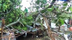 Pohon Tua Roboh Timpa Rumah di Boyolali, Satu Keluarga Jadi Korban