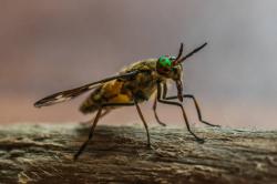 5 Hewan Tercepat di Alam: Siapa yang Jadi Juara di Darat, Laut, dan Udara?