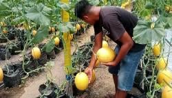 Ketahanan Pangan di Sragen Terancam, Panen Melon Premium Tak Terserap MBG