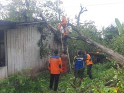 Angin Kencang  Disertai Hujan Deras Tumbangkan Pohon Hingga Timpa Rumah Warga