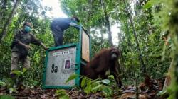 7 Orangutan Dilepasliarkan ke Habitat Alaminya di Taman Nasional Bukit Baka Bukit Raya Katingan