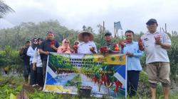BUMDes Bintang Muda Mandiri Panen Raya Cabai Kriting, Wujud Nyata Program Ketahanan Pangan