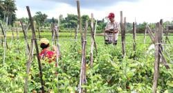 Krisis Pemulia Tanaman, IBA 2025 Jadi Ajang Kebangkitan Riset Varietas Unggul Nasional