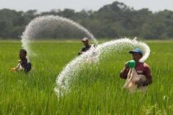Turunnya Harga Pupuk Subsidi Dongkrak Semangat Petani di Lebak