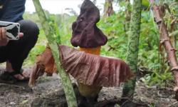 Warga Cirebon Heboh! Bunga Bangkai 50 Cm Tumbuh di Lahan Pemakaman