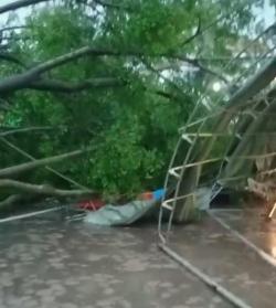 Cuaca Ekstrem Pohon Beringin Tumbang Timpa Tenda Acara Adat di Suranenggala, BMKG Imbau Waspada