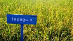 Mengenal Padi Gogo, Inovasi Tangguh di Lahan Kering untuk Wujudkan Ketahanan Pangan Nasional