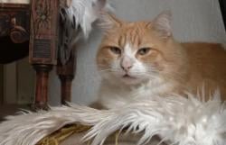 Kucing Oyen Paling Kontroversi Dihukum Pengadilan Jadi Tahanan Rumah, Salah Apa Kau Yen?