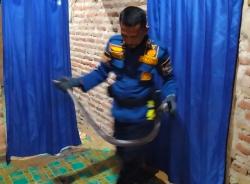 Ular Cobra Masuk ke Rumah Warga, Damkar Indramayu Bergerak Cepat Lakukan Evakuasi