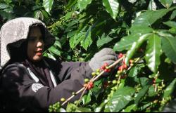 Kopi Jadi Simbol Harapan bagi Perempuan di Dataran Tinggi Gayo