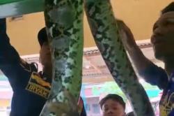 Damkar Tarik-Ulur dengan Sanca 3 Meter yang Masuk Ventilasi Rumah Warga di Pemalang