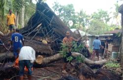 Selamat dari Maut, Janda Miskin di Oetulu Kehilangan Rumah Akibat Pohon Tumbang
