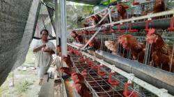 Ayam GAYATRI Mulai Bertelur! Warga Bojonegoro Panen Pendapatan Harian