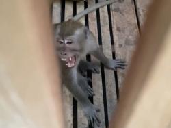 Lebih Dari Sepekan Ganggu Warga, Kera Liar di Ngrandah Toroh Akhirnya Masuk Perangkap