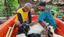 Banjir Belum Surut, Warga Pangandaran Evakuasi Ternak dan Mulai Diserang Gatal-Gatal