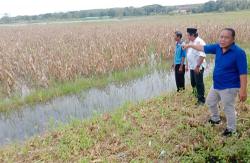 Drainase Tak Maksimal, Petani di Kulonprogo Gagal Panen