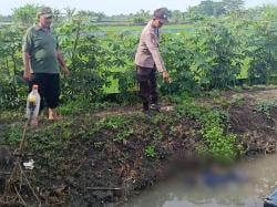 Daftar Panjang Korban Jiwa: Petani Lamongan Kembali Tersengat Listrik Jebakan Tikus di Sawah