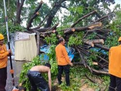 Pohon Besar Tumbang Timpa Warung di Jalan Kalijaga, Akses Jalan Sempat Tersendat