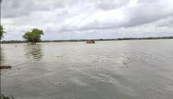 931 Hektare Sawah di Pangandaran Terendam Banjir, Petani Menjerit Rugi Miliaran Rupiah