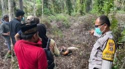 Pria Tua Asal Musi Rawas Ini Ditemukan Tewas Membusuk di Kebun Sawit Usai  10 Hari Pergi dari Rumah