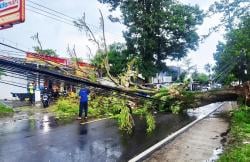Pohon Tumbang Tutup Jalan Nasional Kuningan-Cirebon, Lalu Lintas Sempat Lumpuh Total