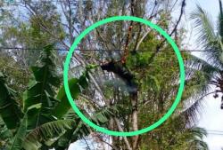 Mengenaskan! Warga Desa Plakaran Tewas Tersengat Listrik Tegangan Tinggi di Atas Pohon