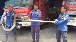Ular Sanca Kembang Mangsa Puluhan Ekor Ayam di Jombang, Ini Penampakannya