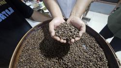 Kopi Robusta Kare Wilis Madiun Diakui Negara, Upaya Panjang Petani Menuju Hak Indikasi Geografis?