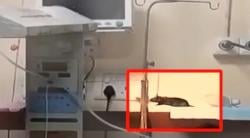 Viral! Dua Bayi Meninggal setelah Digigit Tikus yang Masuk di Ruang NICU Rumah Sakit