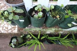 Warga Bandung Ubah Tanaman Herbal Jadi Produk Kecantikan dan Suplemen Sehat