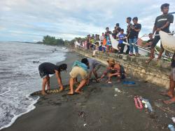 Krisis Pakan Makin Parah, Penangkaran Babana Lepas Buaya ke Pantai
