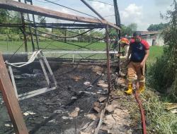 Kandang Ayam di Probolinggo Terbakar, Kerugian Capai Rp 350 Juta