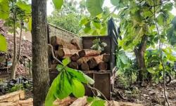 Perhutani bersama Polres Madiun Ringkus 3 Pelaku Pembalakan Liar, Puluhan Kayu Jati Diamankan