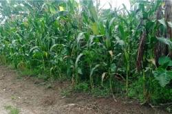 Palawija Jadi Andalan di Lebak, Produksi Tembus 8.102 Ton hingga Oktober 2025