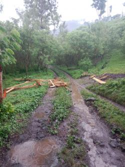 Perusakan 80 Hektare  Pohon Kopi di Ijen, Pihak PTPN I Alami Kerugian Rp4,7 Miliar