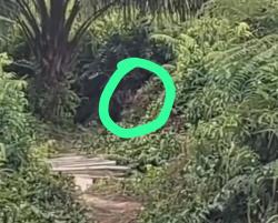 Heboh, Harrinau Muncul di Tepi Jalan Raya di Siak