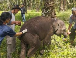 Gajah Konservasi di PKG Sebanga  Mati