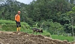 Hari ke-7 Pencarian Longsor Pandanarum: 500 Personel Dikerahkan, Korban Hilang Masih 18 Orang