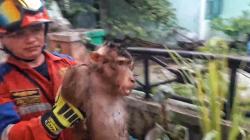 Damkar Evakuasi Beruk yang Berkeliaran dan Meresahkan Warga di Perumahan PEMDA Palangka Raya