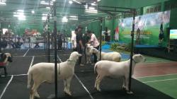 Dirjen Pas Apresiasi Kontes Domba Nasional Binaan Lapas Tulungagung